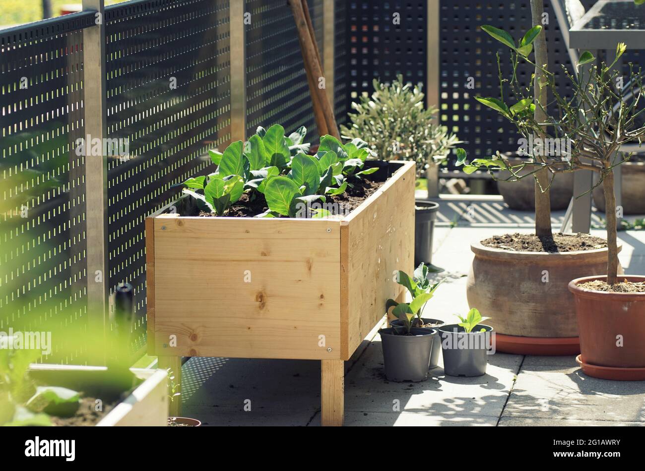 self-built letto rialzato in legno con piante vegetali in crescita su un vero e proprio giardino terrazza Foto Stock