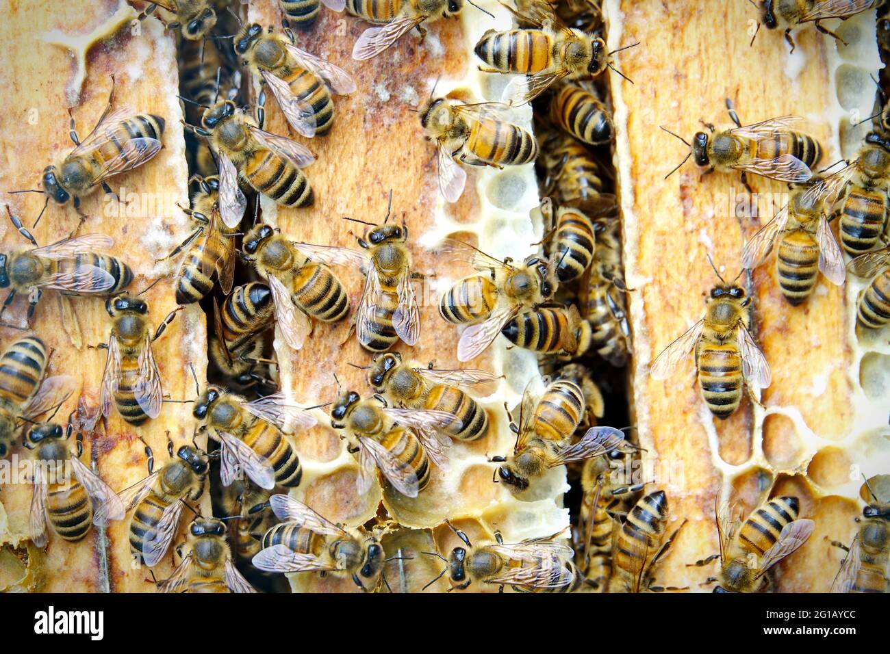 Vista ravvicinata della Api di lavoro sul nido con il dolce miele. Il miele è l'apicoltura produrre sano. Ape Miele raccolto nel bellissimo giallo Foto Stock