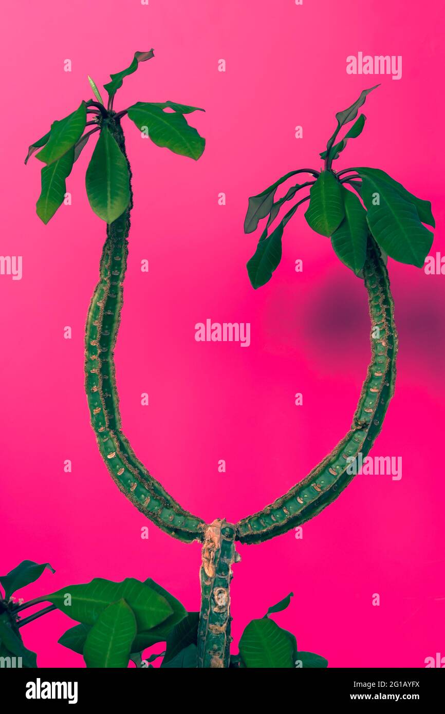 Pianta esotica euforbia leuconeura su sfondo rosa Foto Stock