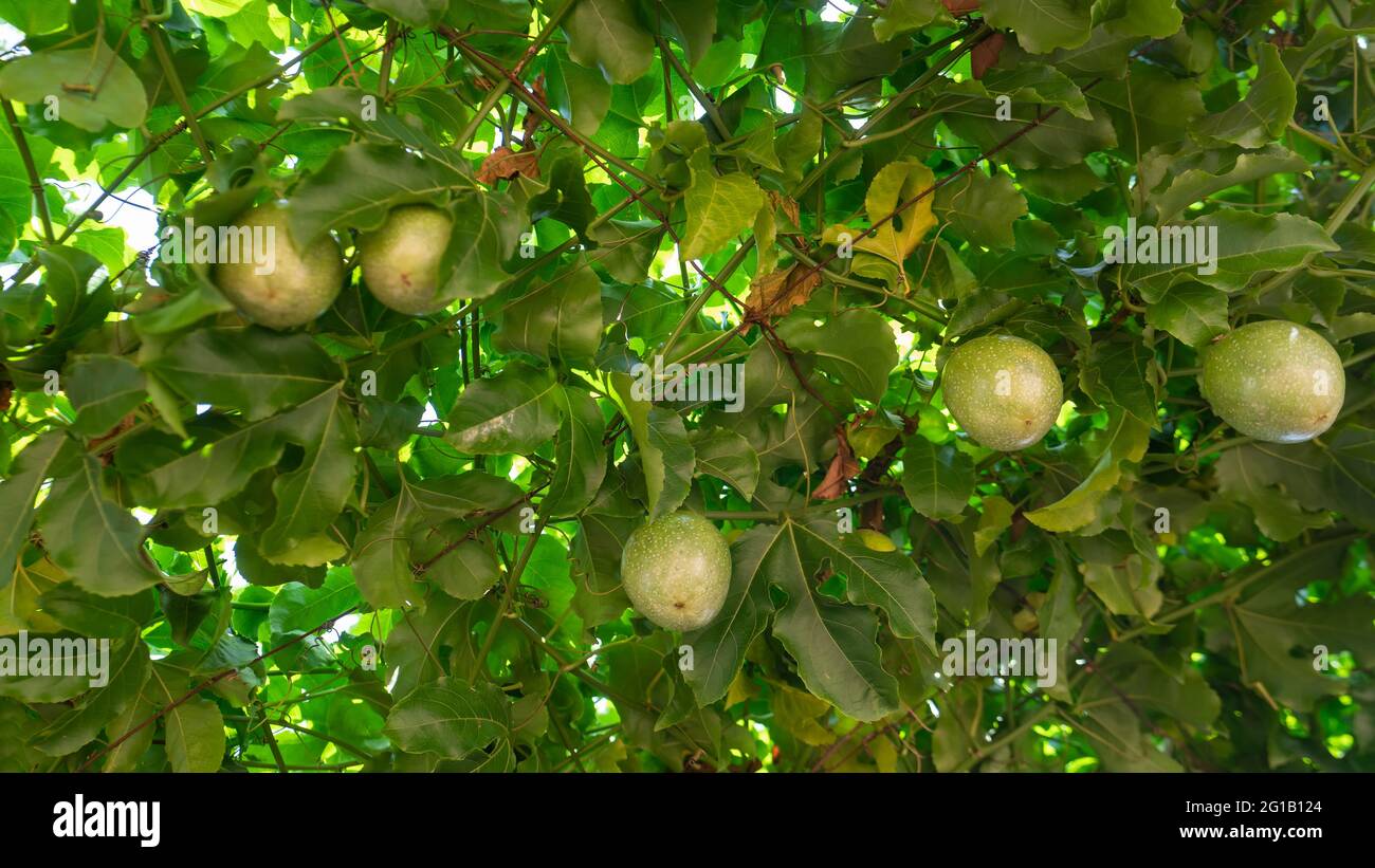 Basso angolo in primo piano che mostra le specie di vite crude frutti di passione, Passiflora Edulis, bacche di Krishna Phal appesi che crescono su superriduttore con foglie verdi Foto Stock