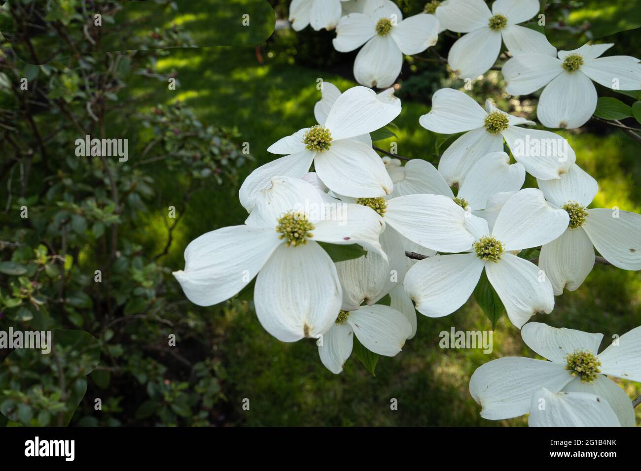 albero di dogwood bianco fiorente in primavera Foto Stock