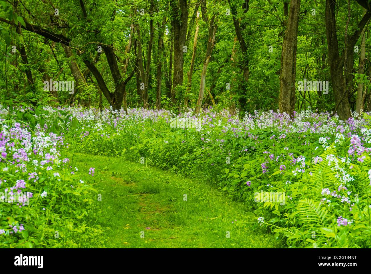 flowering porpora e bianco flox selvatico lungo il bordo del sentiero del bosco in primavera Foto Stock