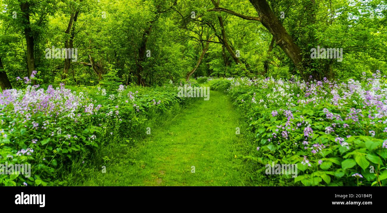 flowering porpora e bianco flox selvatico lungo il bordo del sentiero del bosco in primavera Foto Stock