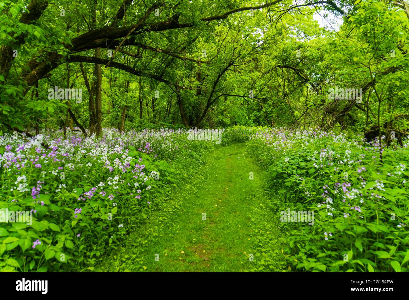 flowering porpora e bianco flox selvatico lungo il bordo del sentiero del bosco in primavera Foto Stock