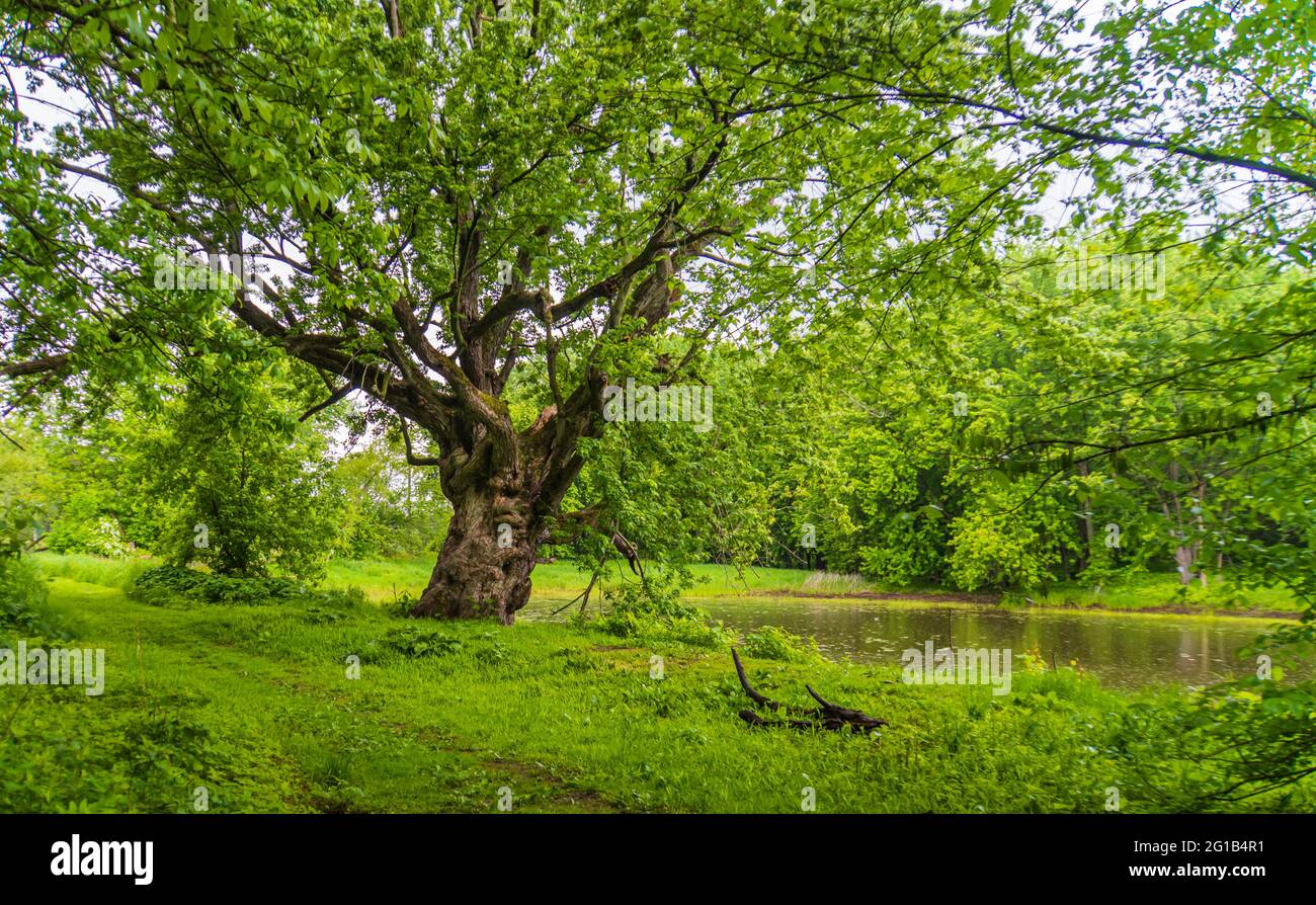 albero di castagno molto vecchio sul bordo del fiume Foto Stock