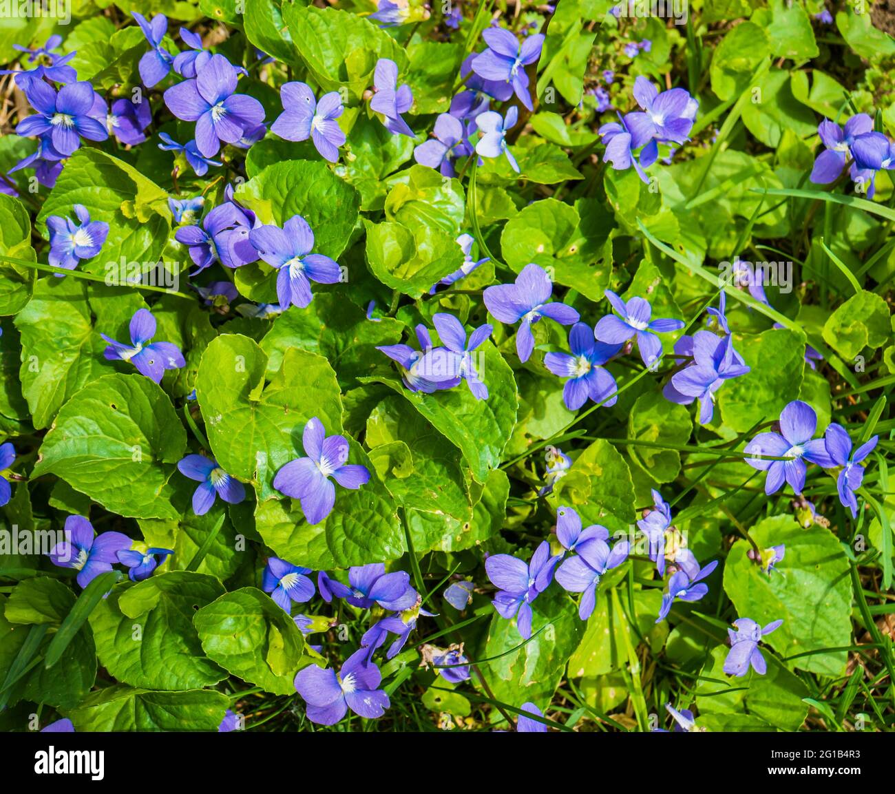violette blu che fioriscono in primavera Foto Stock