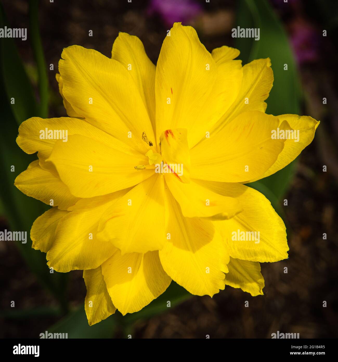 tulipano giallo dorato brillante aperto in piena fioritura Foto Stock