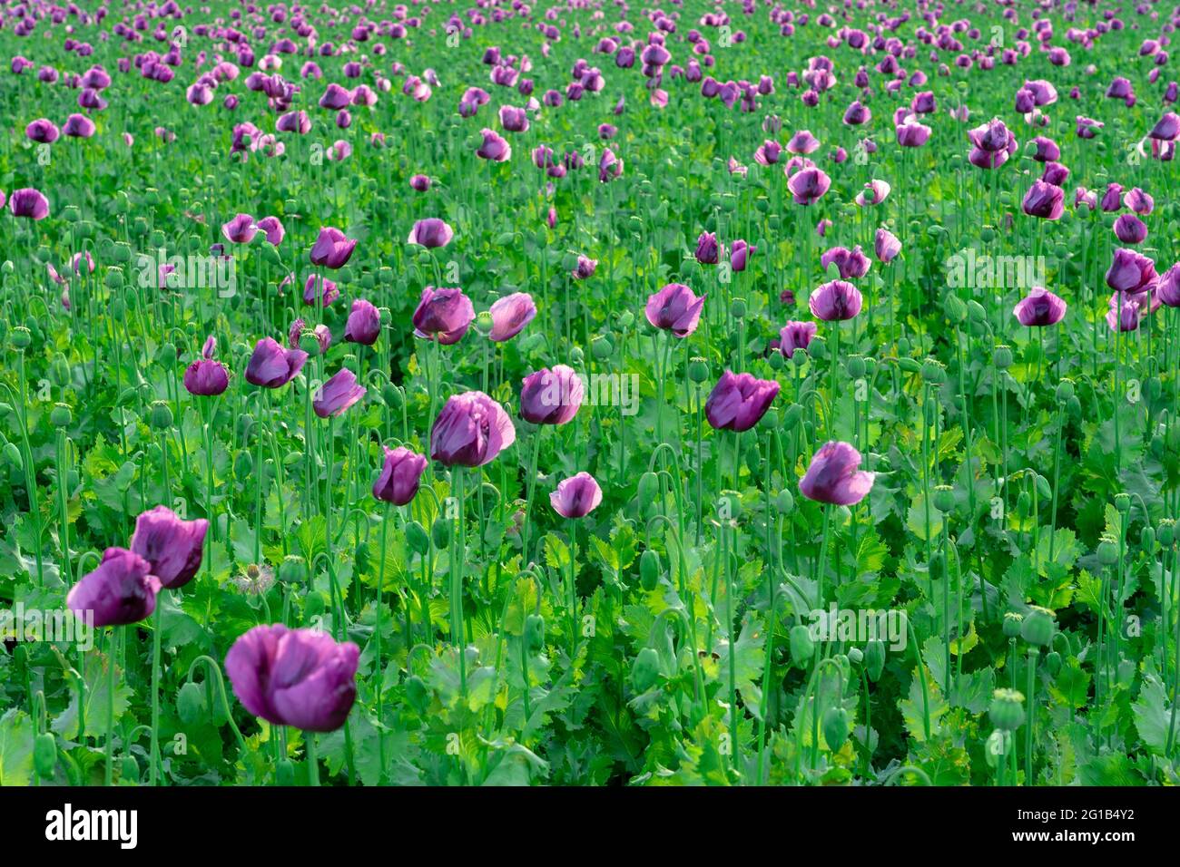 Bella violetta viola vivace papavero campo papaver somniferum al tramonto . Foto Stock