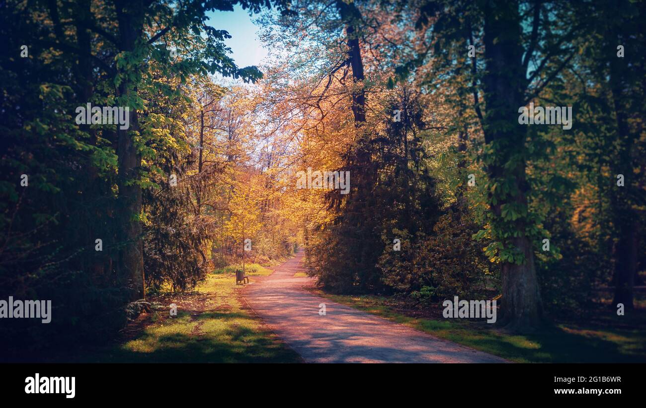 Percorso forestale e la radura nella foresta dal parco del castello - Castello di Borbeck - un castello barocco ormeggiato nel quartiere di Borbeck di Essen. Foto Stock