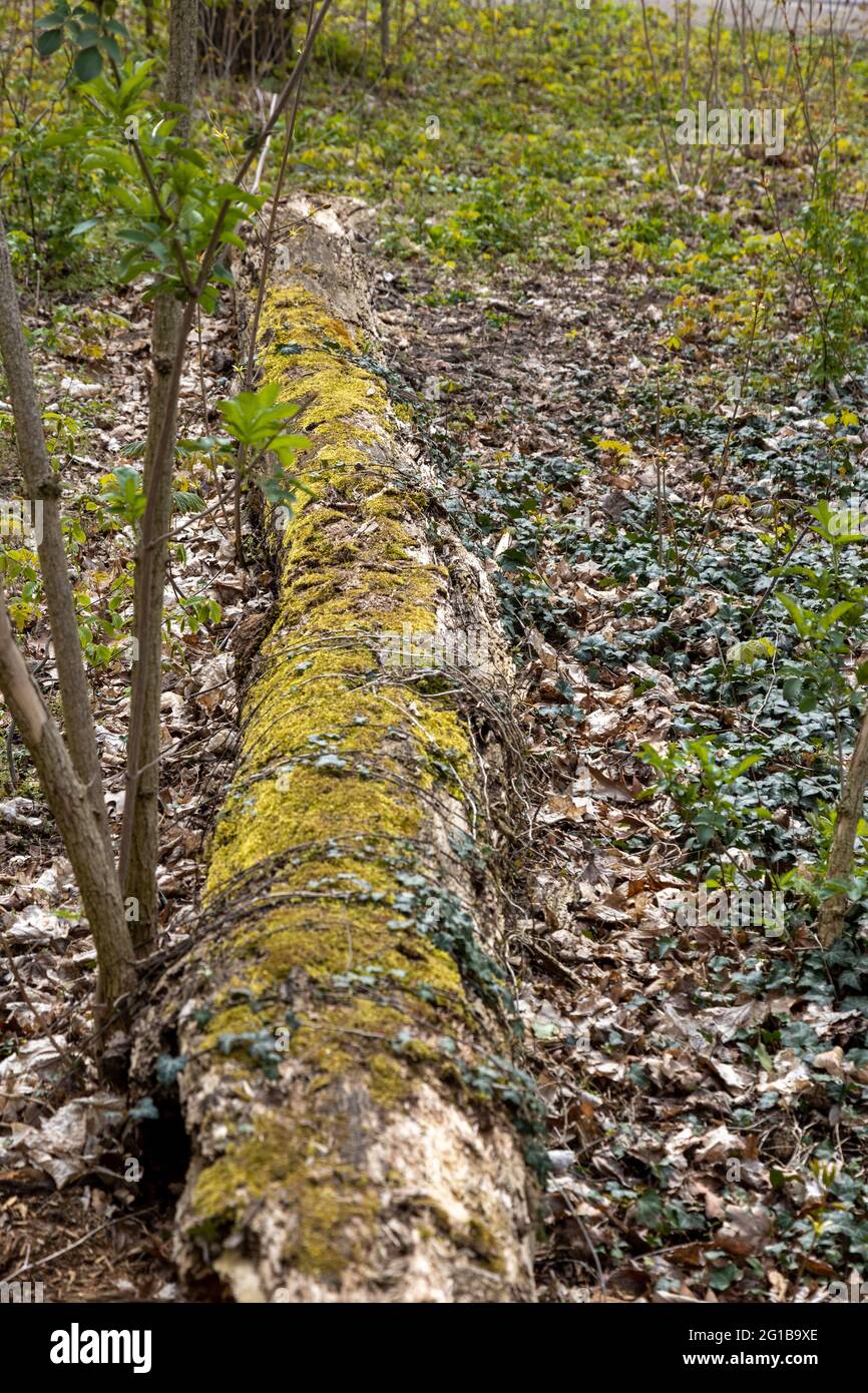 Un albero caduto con muschio nella foresta in estate Foto Stock