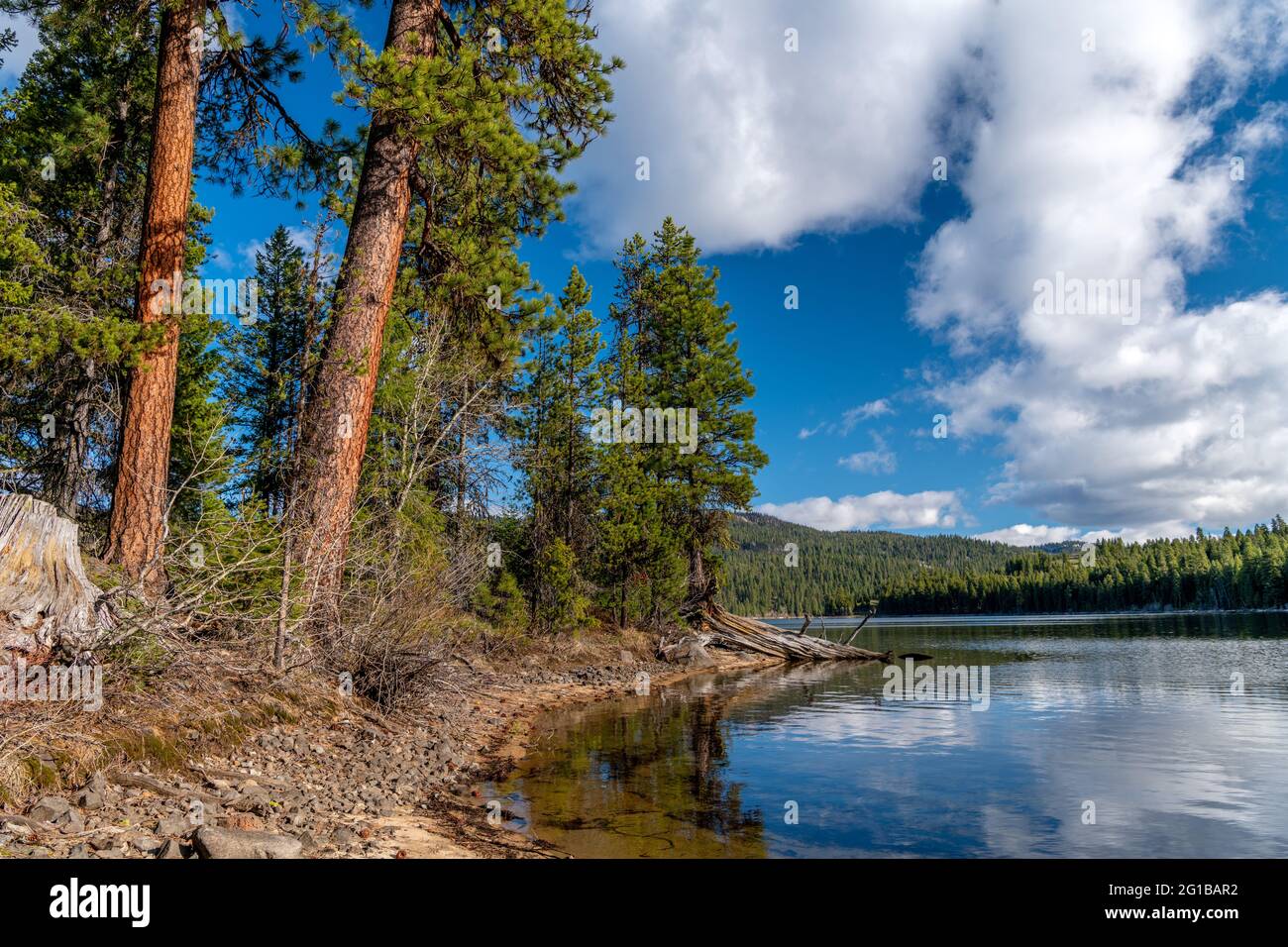 Bellissimi alberi di Ponderosa sul cuore del lago Payette Idaho Foto Stock