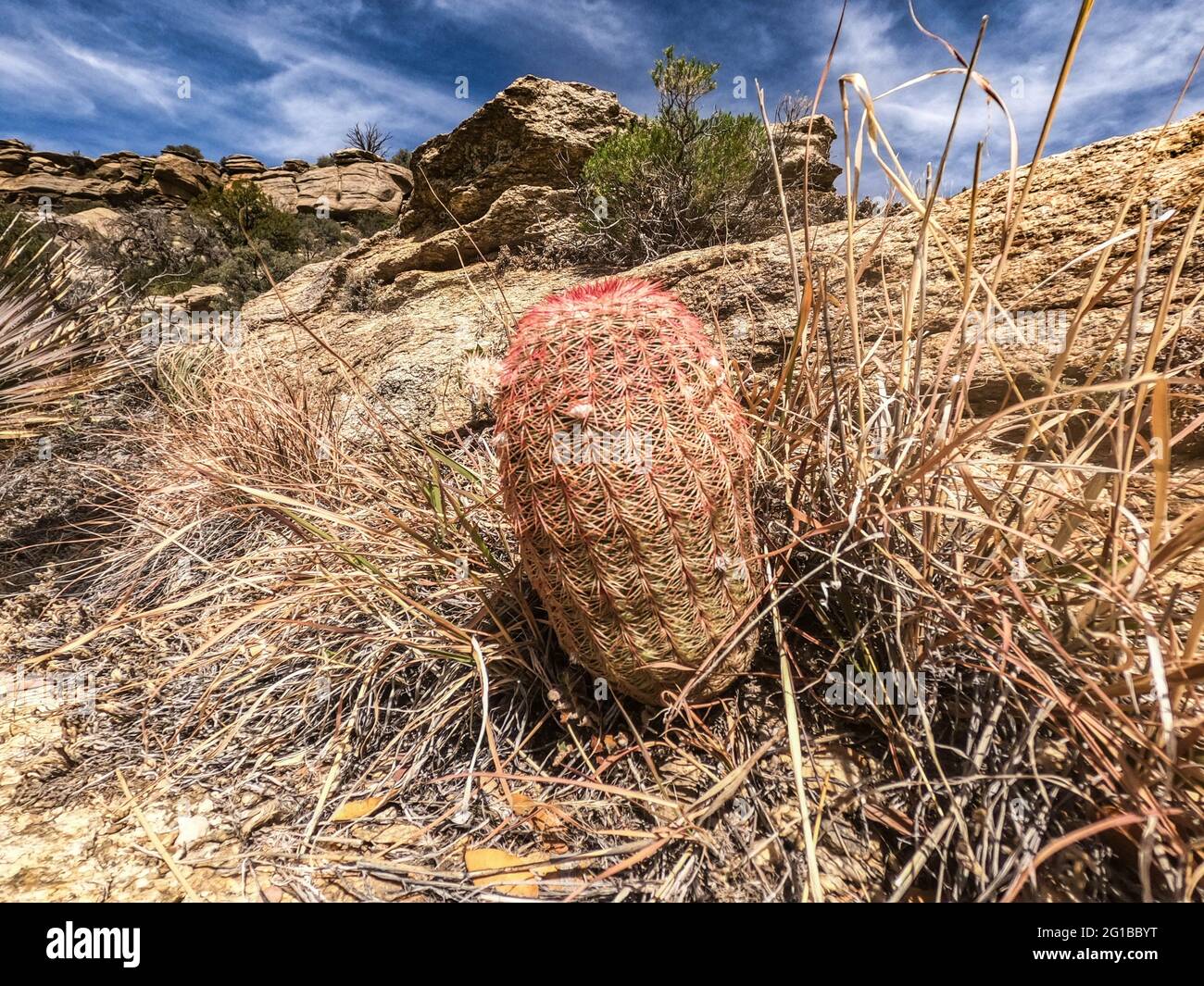 Cactus di fishhook (Mammillaria Grahamii) lungo l'Arizona Trail, Arizona, U.S.A Foto Stock