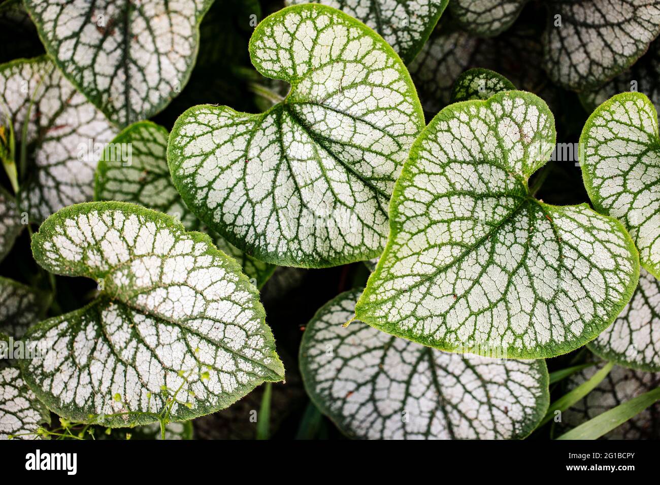 Foglie a forma di cuore di brunnera macrophylla o Siberian Bugloss - Asheville, North Carolina, USA Foto Stock