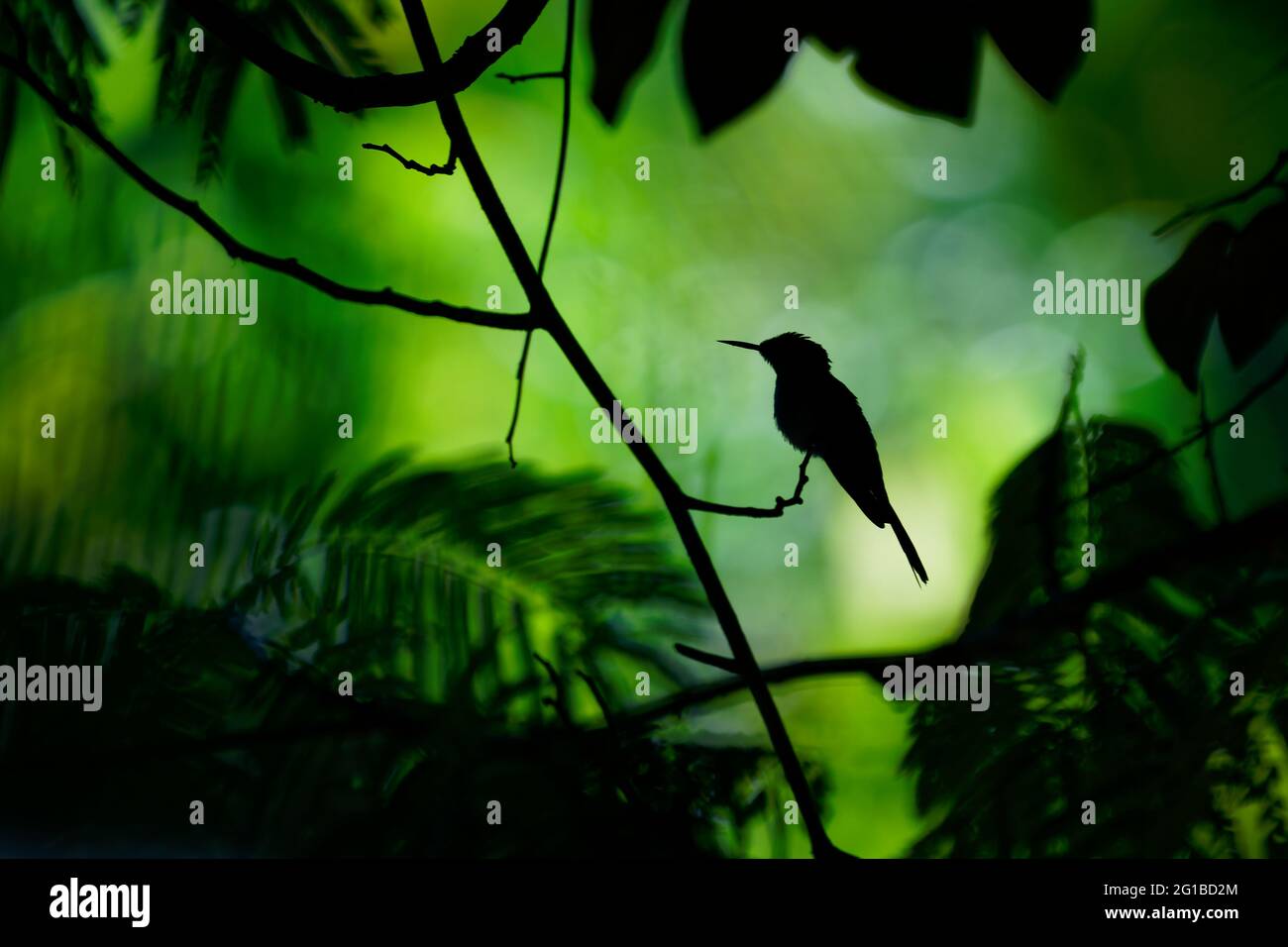 Silhouette Fata con corona viola Heliothryx Barroti colibrì grande che si alleva nelle pianure e nelle colline dal sud-est del Messico a sud dell'Ecuador, Foto Stock