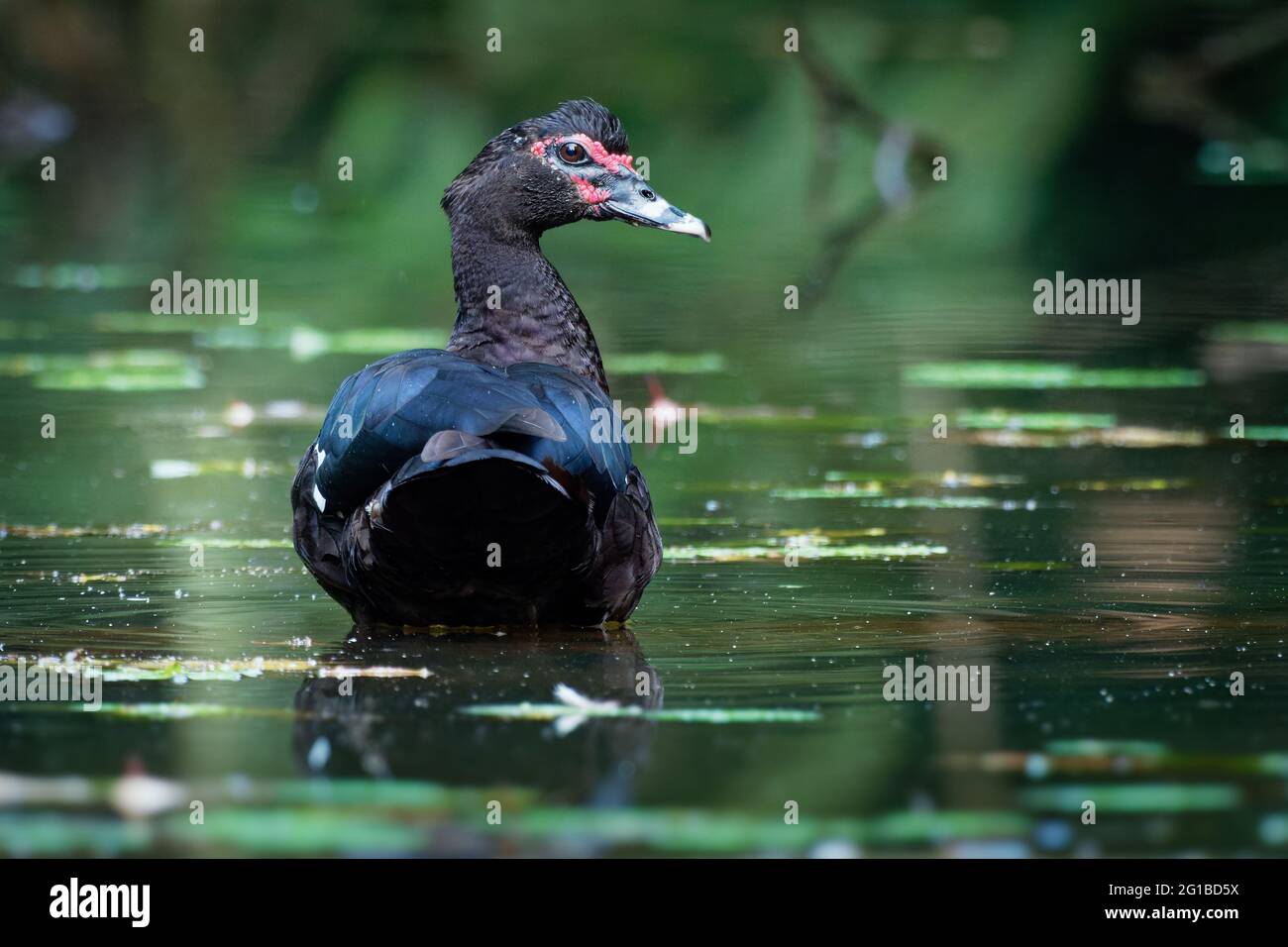 Muscovy Duck - Cairina moschata, anche anatra barbarica, grande anatra nera originaria del Messico e dell'America Centrale e del Sud, si trova anche in Nuova Zelanda, Australia Foto Stock