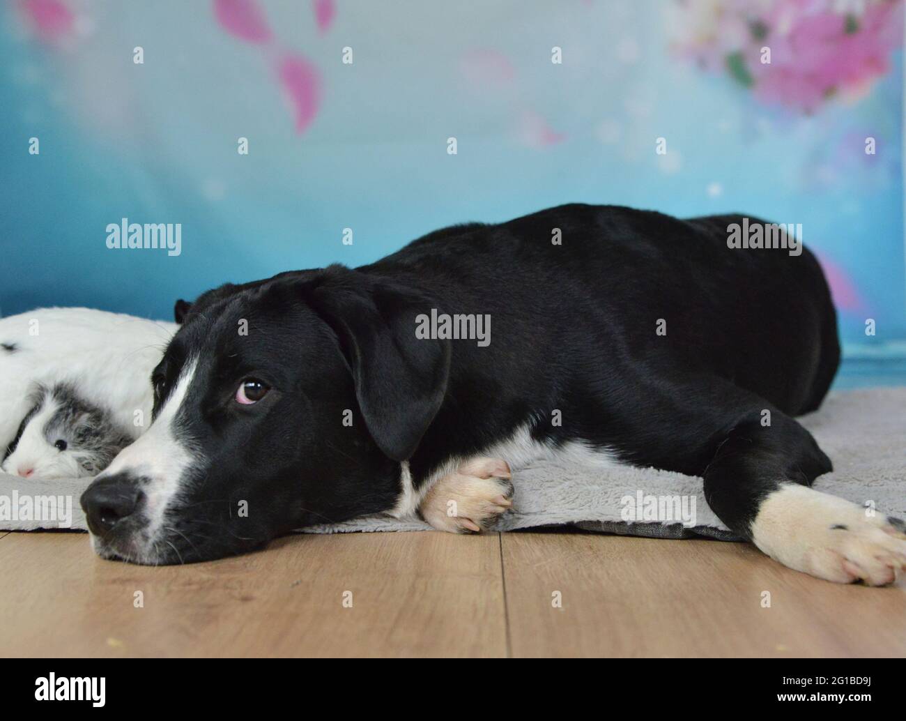 Cane, coniglio e cavia pendono insieme su una coperta Foto Stock