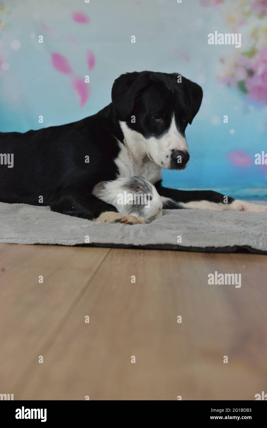 Cane, coniglio e cavia pendono insieme su una coperta Foto Stock