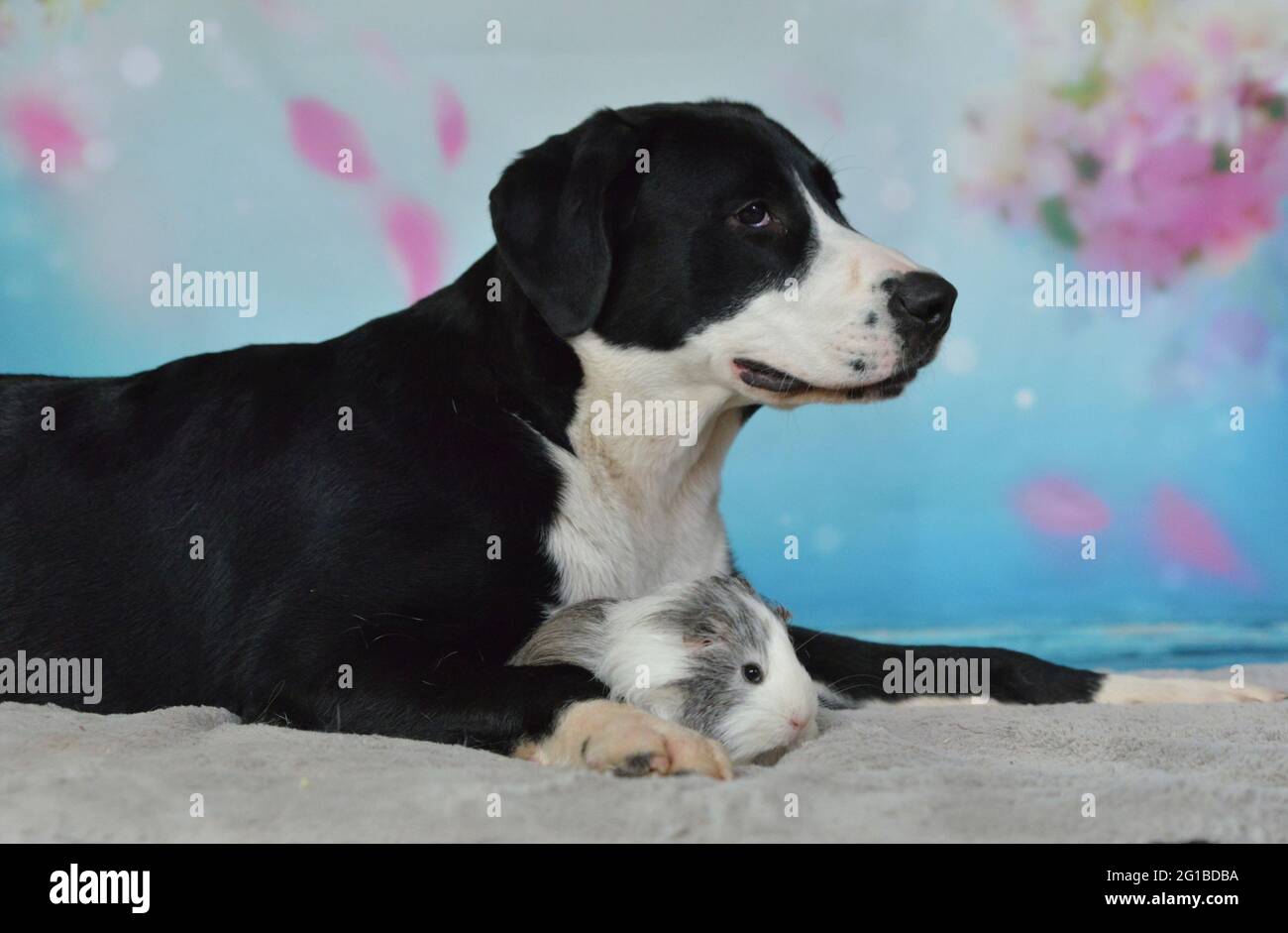 Cane, coniglio e cavia pendono insieme su una coperta Foto Stock