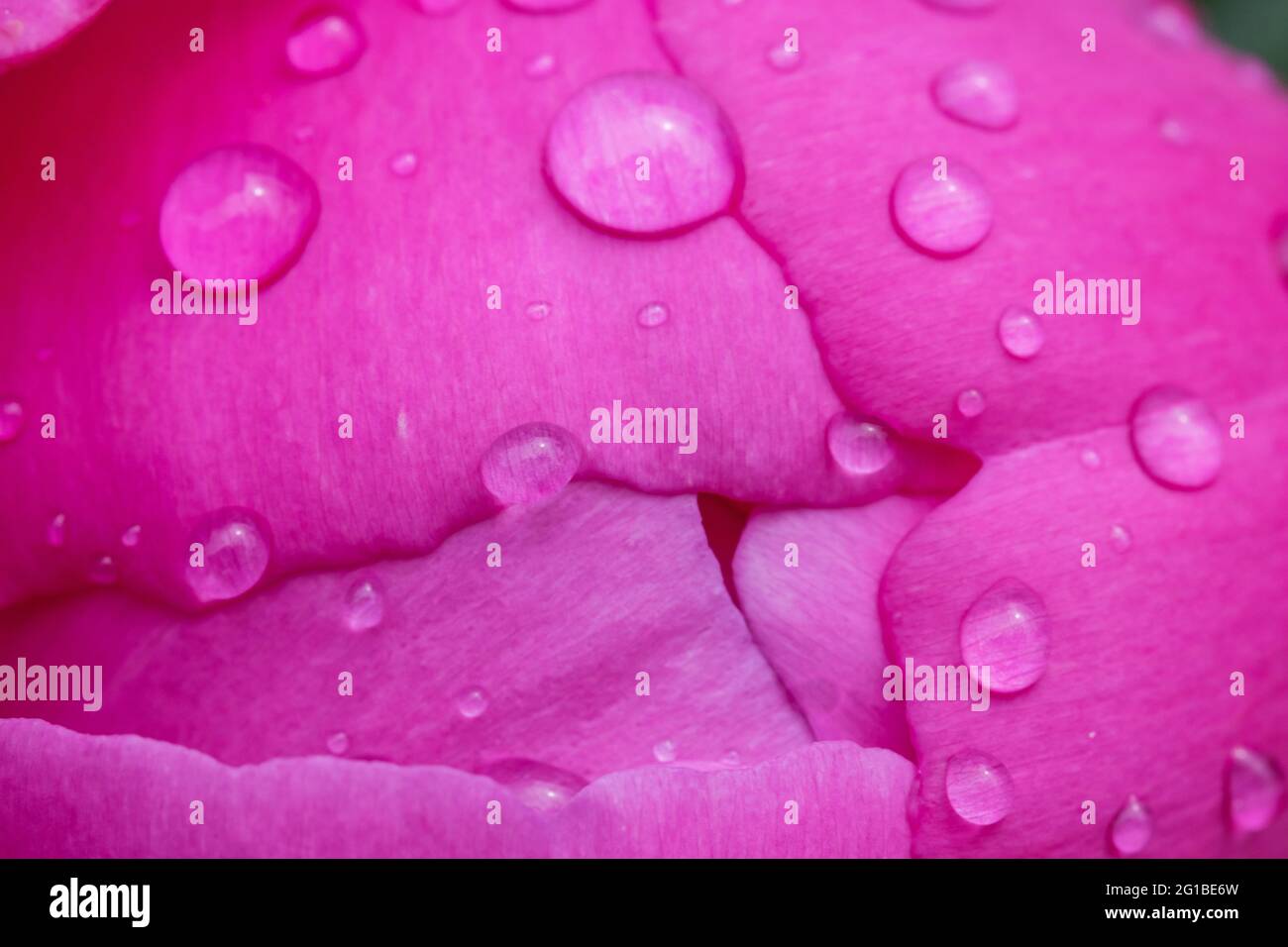 fiore rosa e gocce di rugiada su di esso Foto Stock
