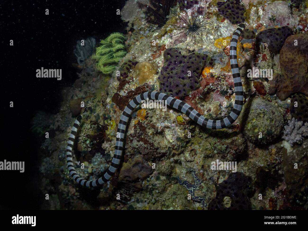 Serpente di mare con ornamento a righe sul corpo strisciato su barriere coralline ruvide in acqua Foto Stock