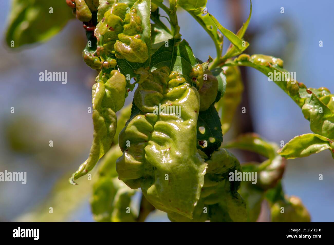 Foglie di pesche malate, foglie ritorte di malattie e ustioni chimiche di piante Foto Stock
