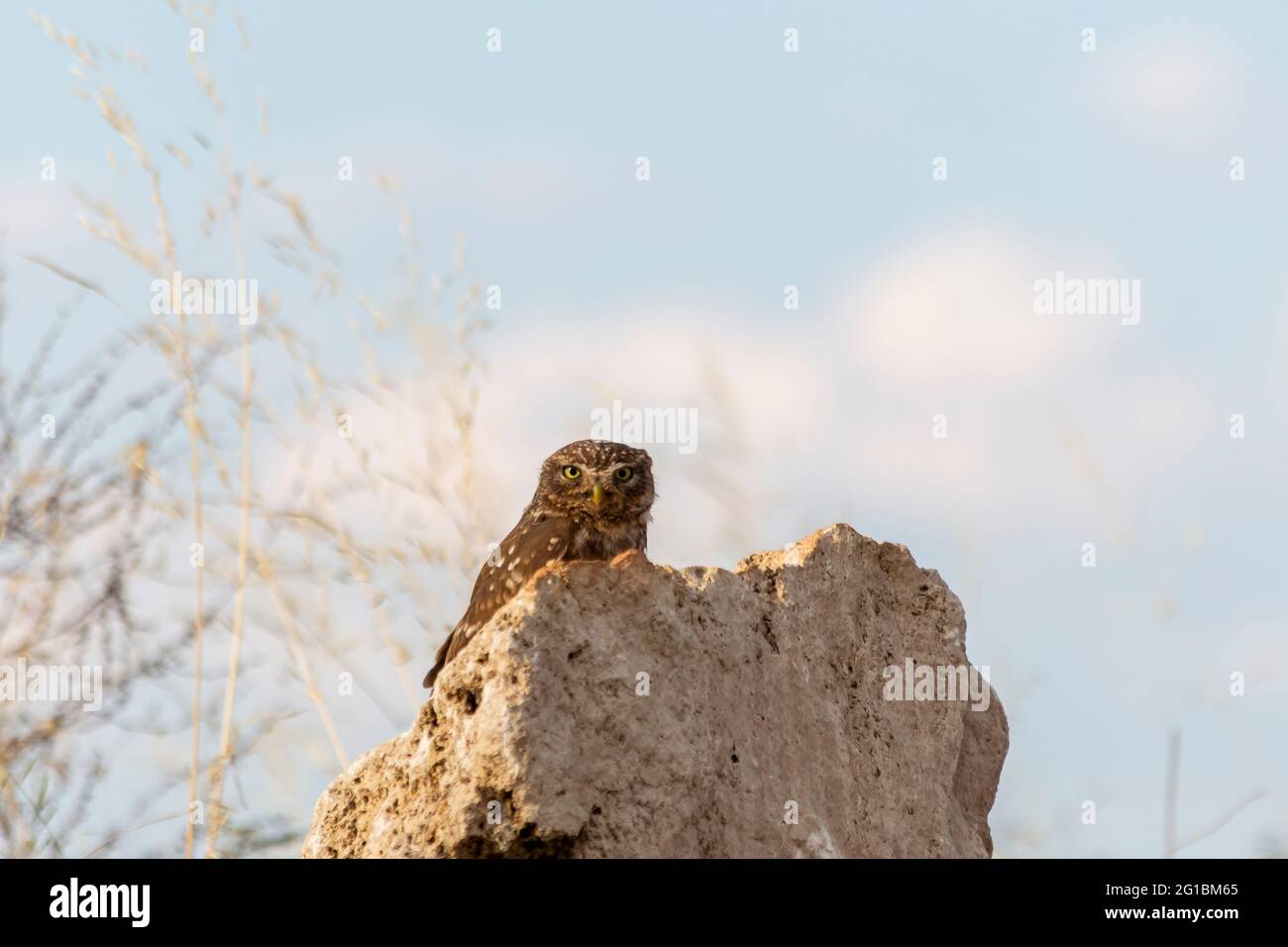 Il gufo piccolo (Athene noctua) è una piccola specie di gufo della famiglia dei gufo Foto Stock