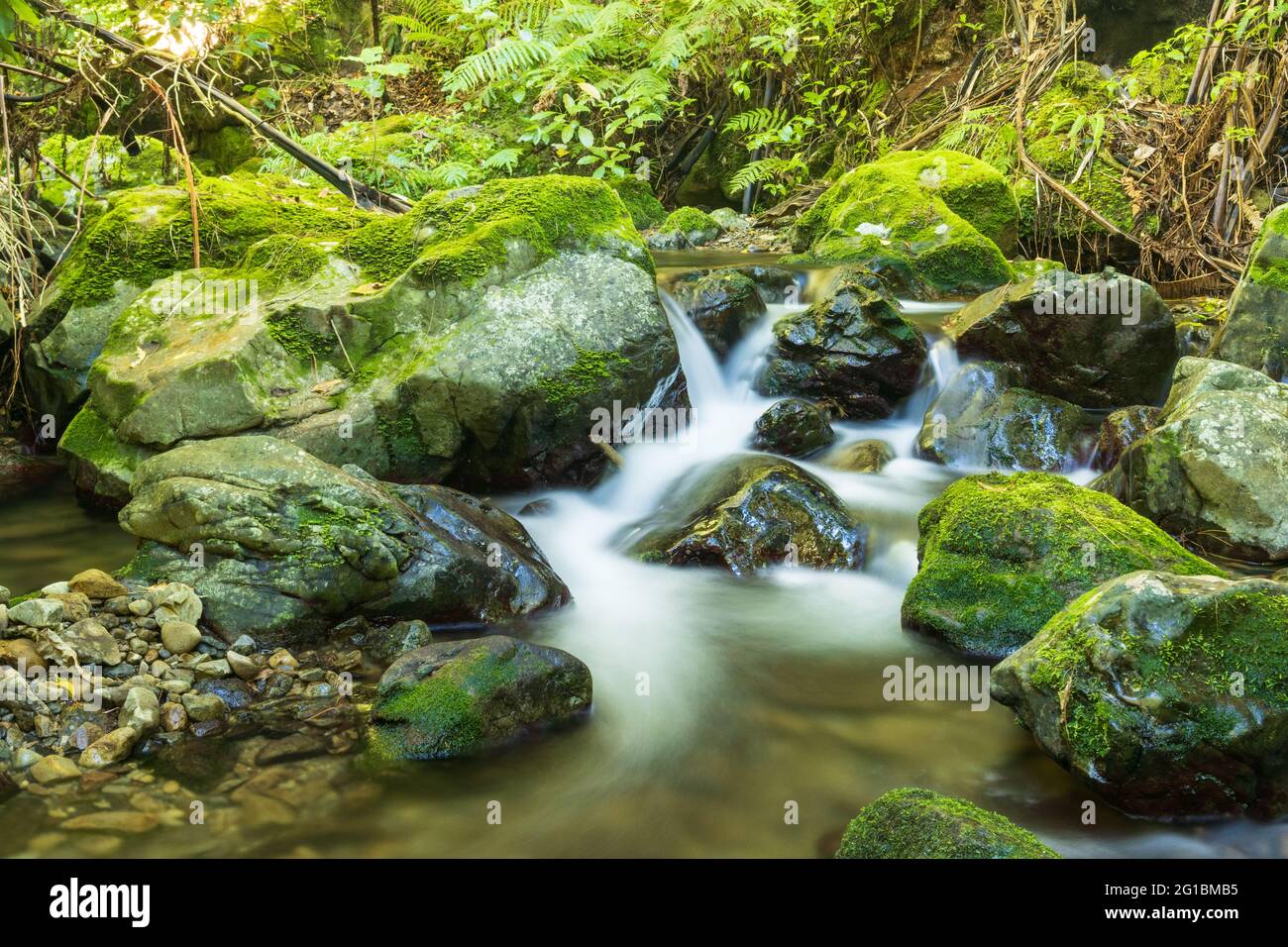 La Nuova Zelanda ha un sacco di macchia naturale con vie d'acqua bautiful che scorrono attraverso di loro come questo. Foto Stock