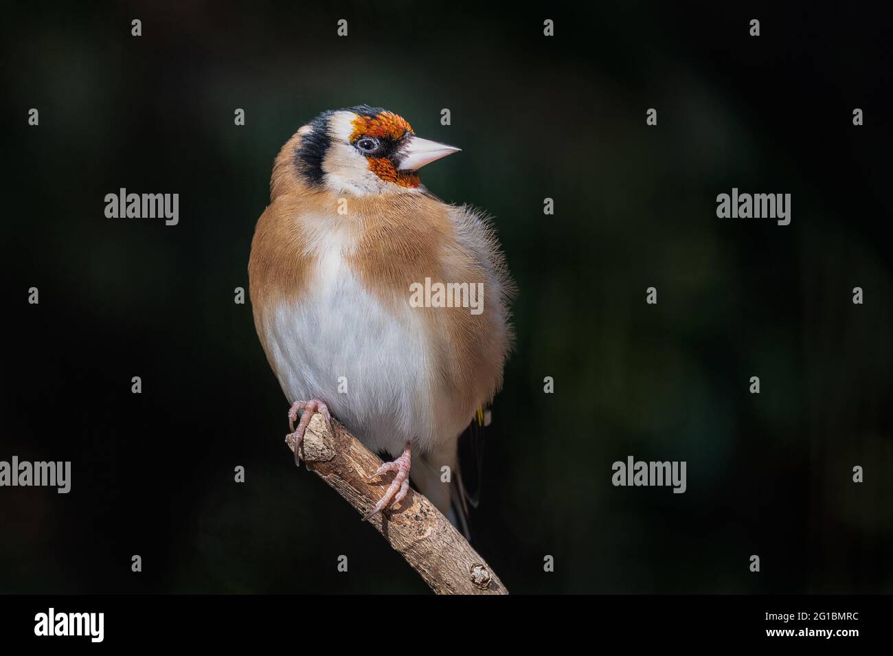 Primo piano ritratto di un orafo europeo, Carduelis carduelis, arroccato di un ramo Foto Stock