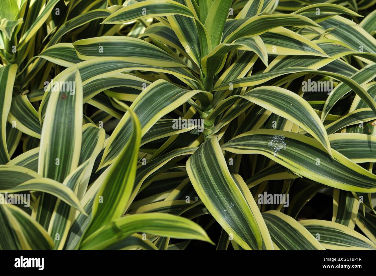 Closeup delle foglie su più piante di dracaena Foto Stock