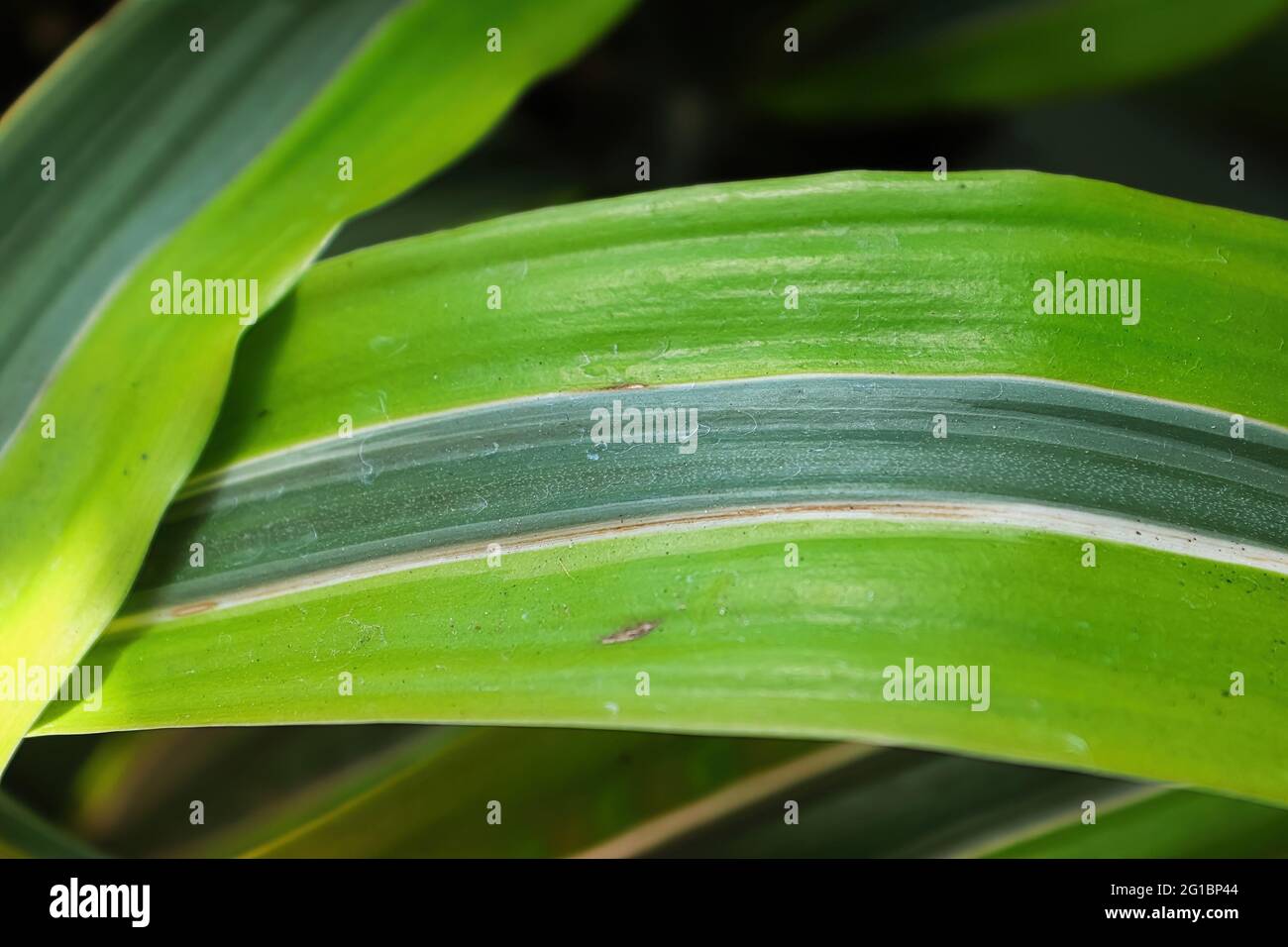 Macro della foglia a strisce su una pianta di dracaena Foto Stock