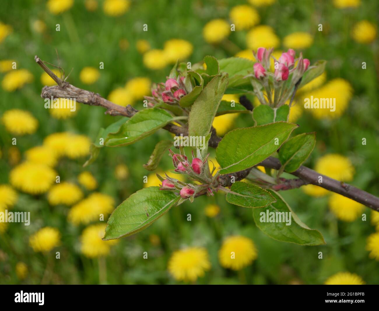 Ramo dell'albero di mela con i germogli di fiore, fiori gialli di dente di leone in fiore sullo sfondo sfocato Foto Stock