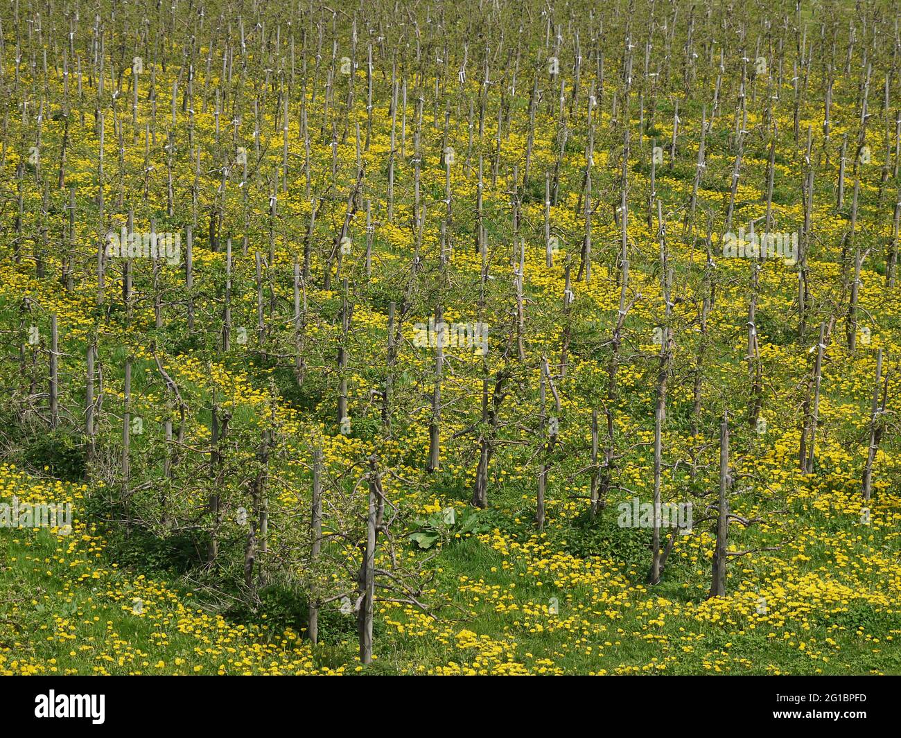 Piantagione di alberi di mele, alberi in file, sul terreno un prato con dandelioni fioriti, vista diagonalmente dall'alto Foto Stock