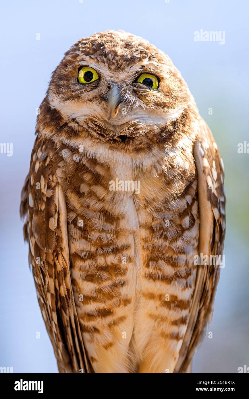 Un ritratto di gufo di burrowing Foto Stock