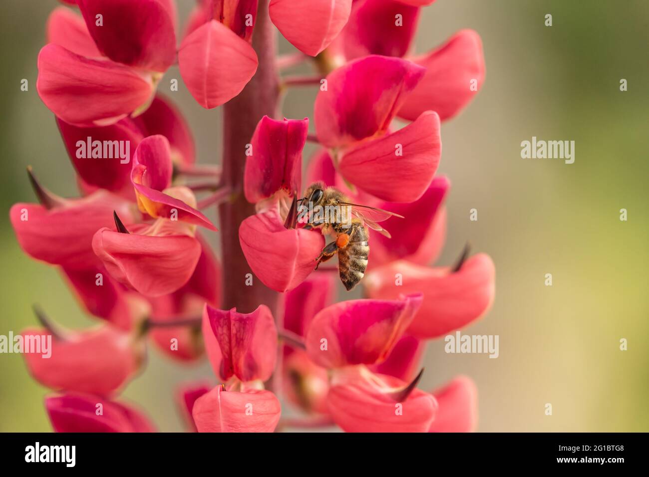 Primo piano di un'ape che raccoglie nettare su un fiore lupino in un giardino Foto Stock