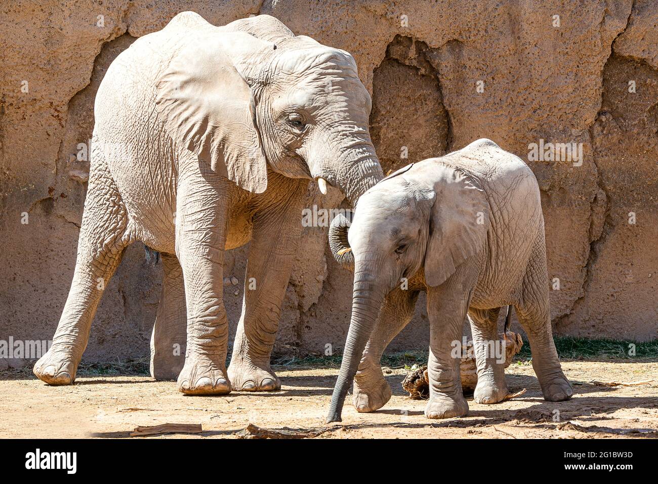 Elefante africano baby Foto Stock