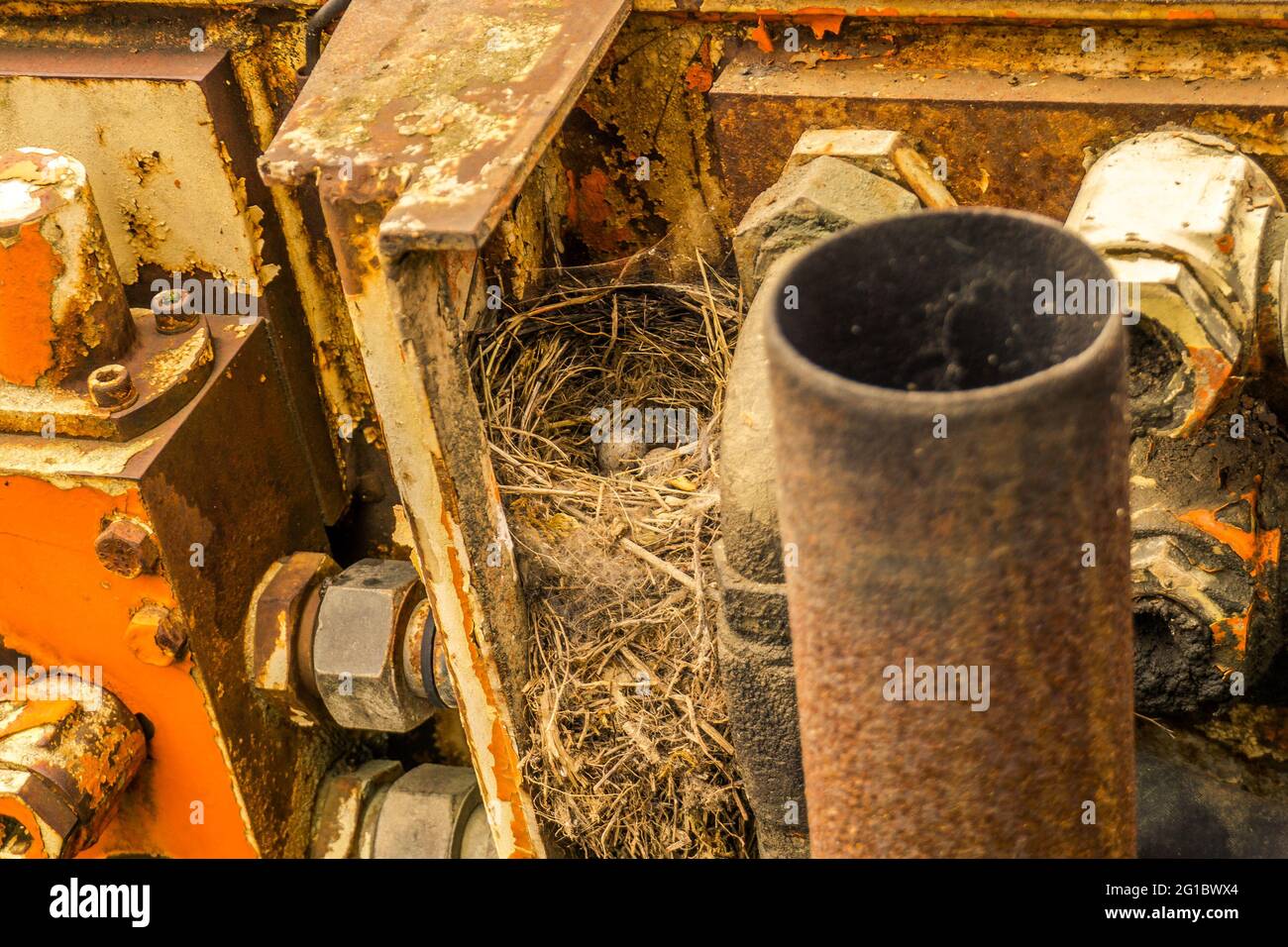 nido d'uccello con due uova all'interno di arancio vecchio abbandonato macchina da costruzione Foto Stock