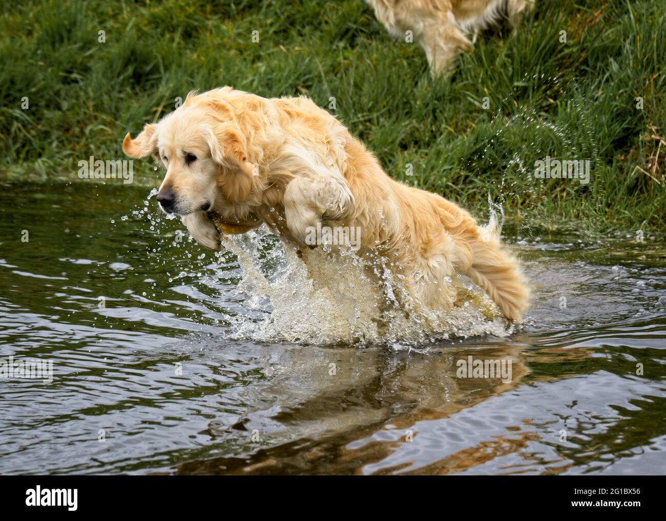 Golden retrievers che giocano in uno stagno di paese. Foto Stock