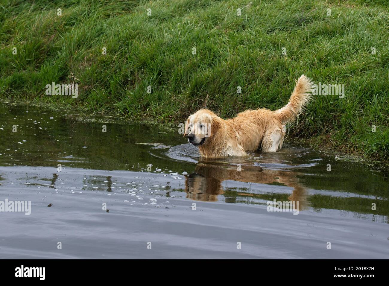 Golden retrievers che giocano in uno stagno di paese. Foto Stock
