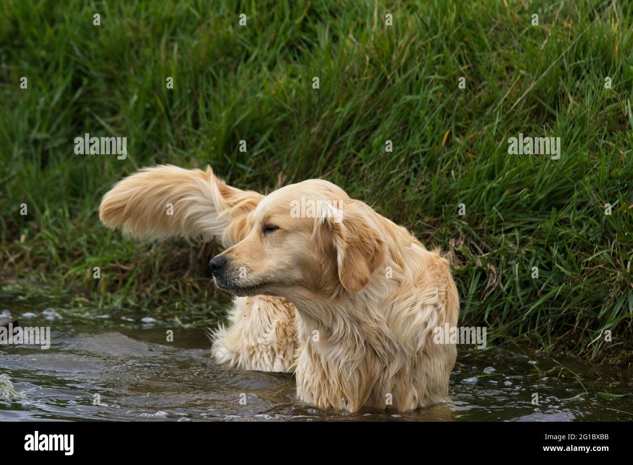 Golden retrievers che giocano in uno stagno di paese. Foto Stock