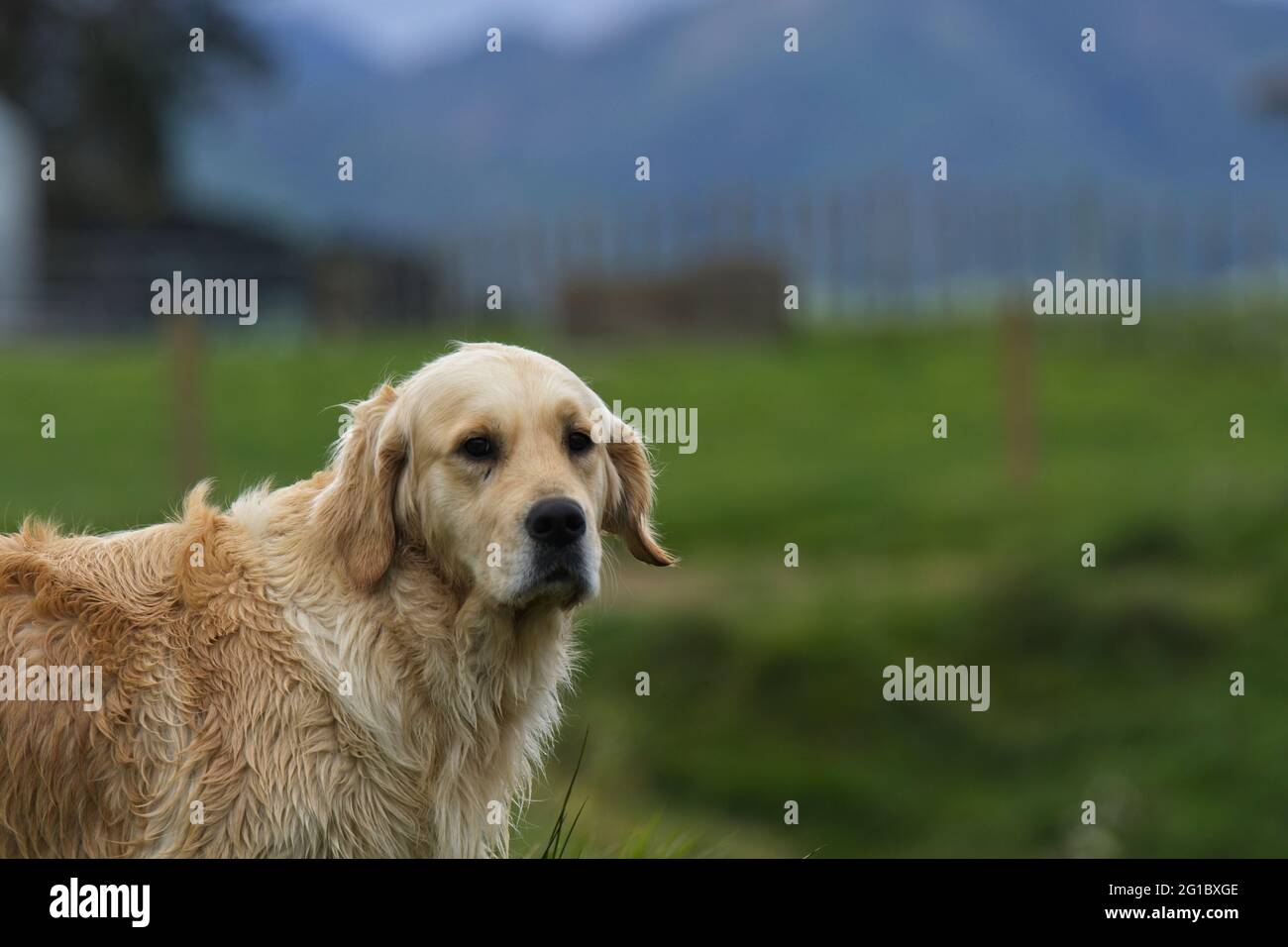 Golden retrievers in un campo paese. Foto Stock