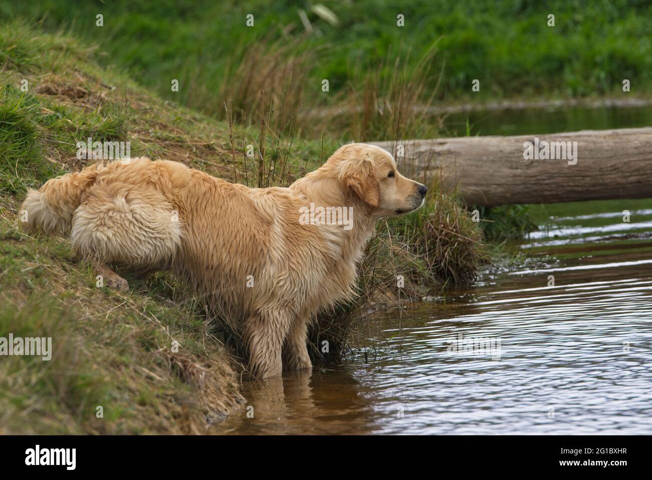 Golden retrievers che giocano in uno stagno di paese. Foto Stock