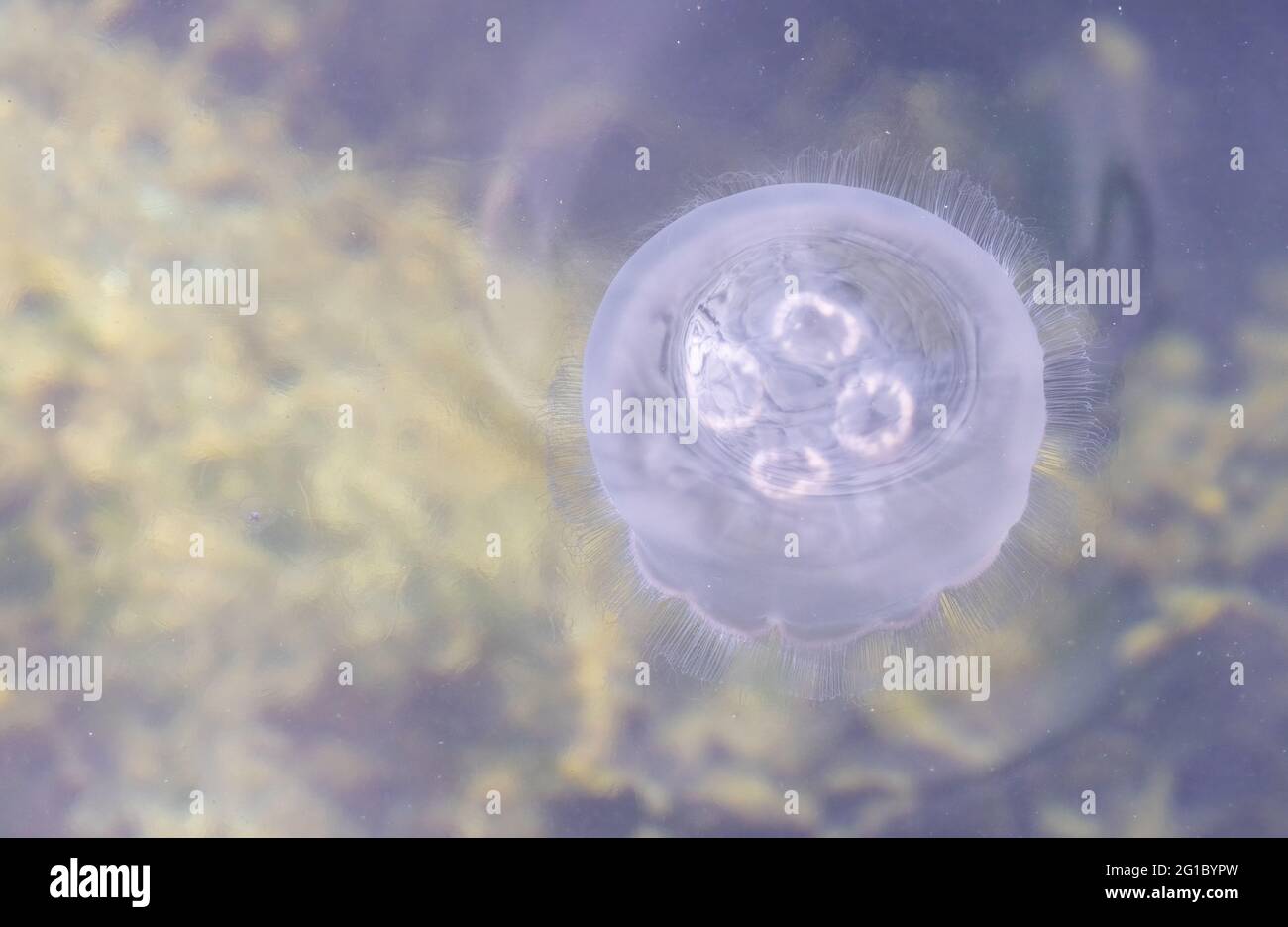 Vivete le meduse d'acqua nell'oceano appena fuori Quadra Island Foto Stock