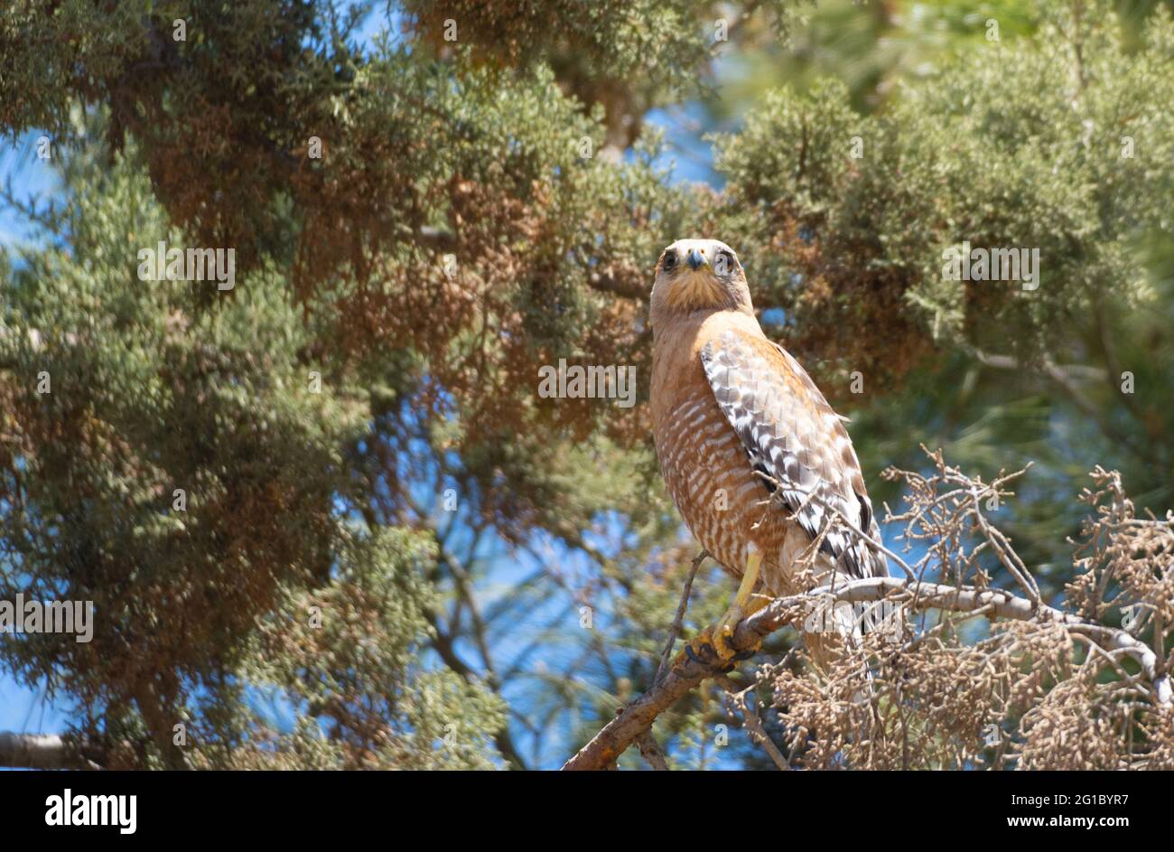 Un falco dalle spalle rosse si trova in un albero di Woodland Hills, California USA Foto Stock