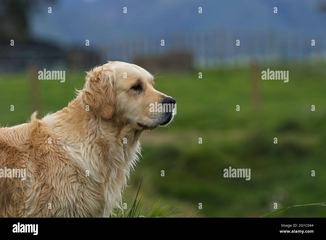 Golden retrievers in un ambiente di paese. Foto Stock