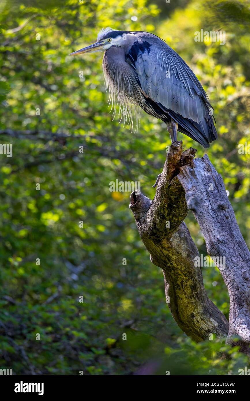 Great Blue Heron, (Ardea herodias), arroccato su driftwood, lungo Colquitz River Trail, Victoria, BC, Canada Foto Stock