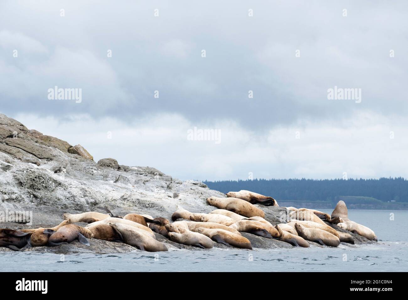 La colonia di leoni marini Steller riposa sulla costa rocciosa di Spieden Island nelle Isole San Juan, Washington, Pacifico nord-ovest Foto Stock