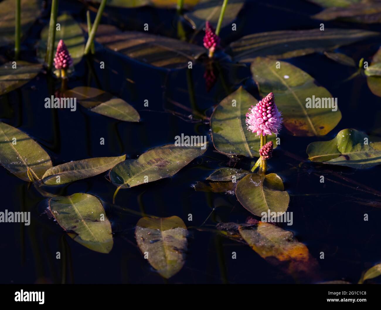 Acqua Smartweed (Polygonum anfibio) in fiore a Panama Flats, Victoria, BC, Canada Foto Stock