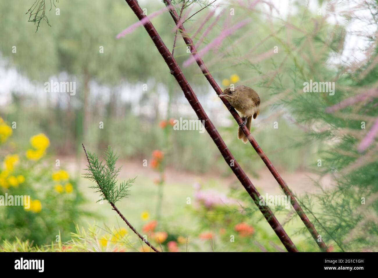 Piccoli uccelli aggrinziti sul ramo per essere di protezione contro il pericolo. Foto Stock