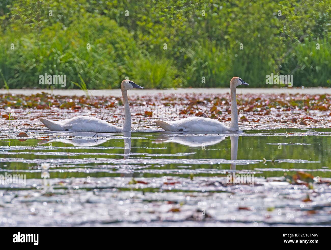 Un paio di Trumpeter Swans in un lago di North Woods nella Sylvania Wilderness in Michigan Foto Stock