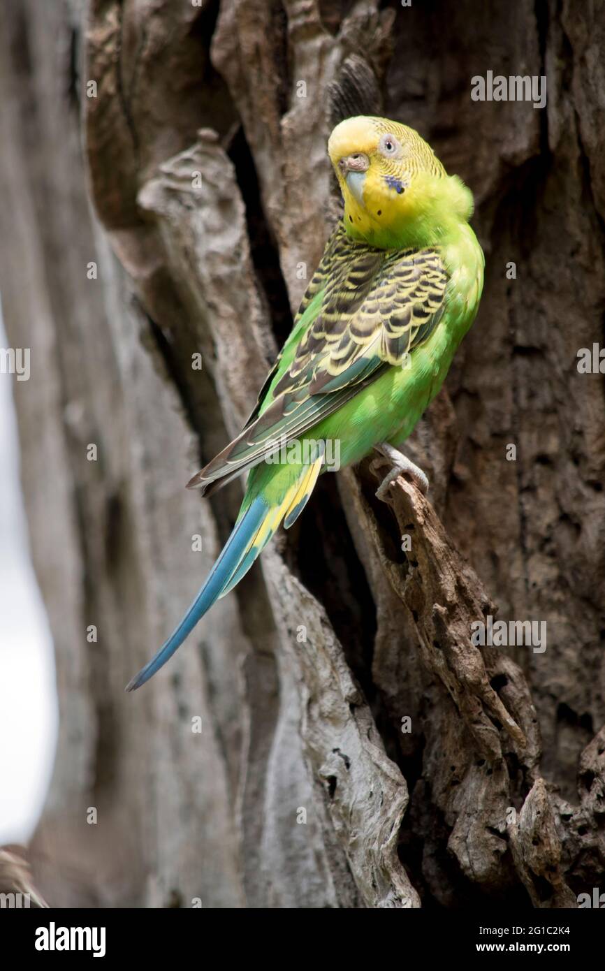 il parakeet ha un corpo verde con una testa gialla Foto Stock